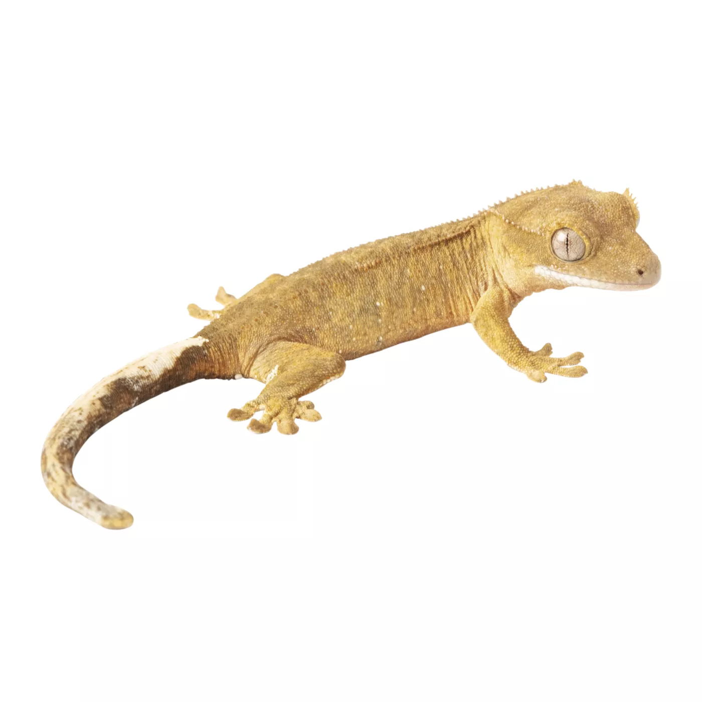 Crested Gecko